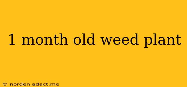 1 month old weed plant