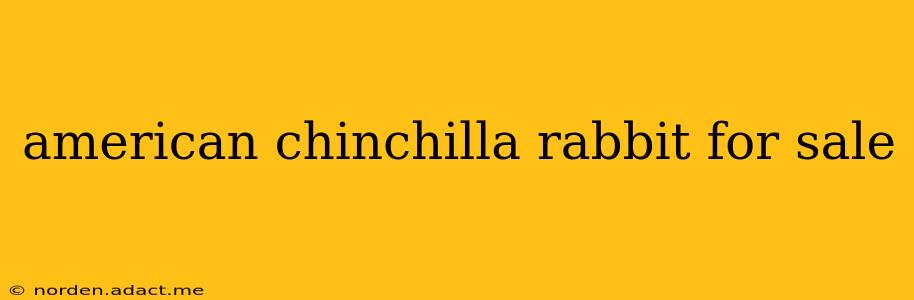 american chinchilla rabbit for sale