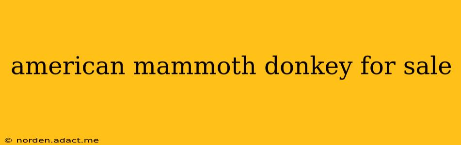 american mammoth donkey for sale