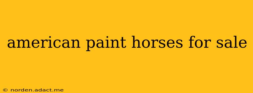 american paint horses for sale
