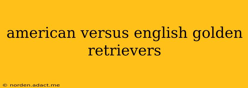 american versus english golden retrievers