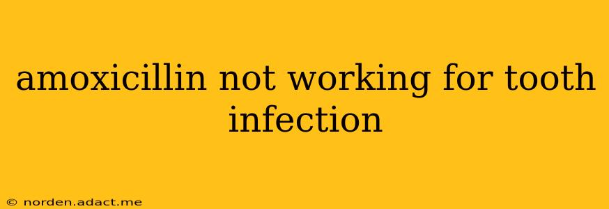 amoxicillin not working for tooth infection
