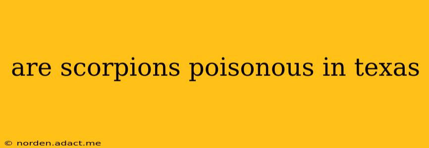 are scorpions poisonous in texas