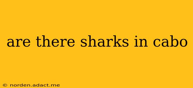 are there sharks in cabo