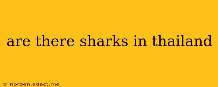 are there sharks in thailand