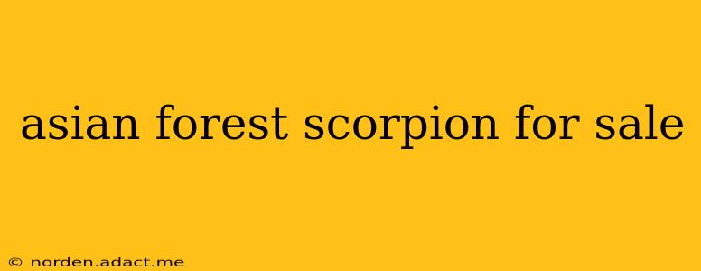 asian forest scorpion for sale