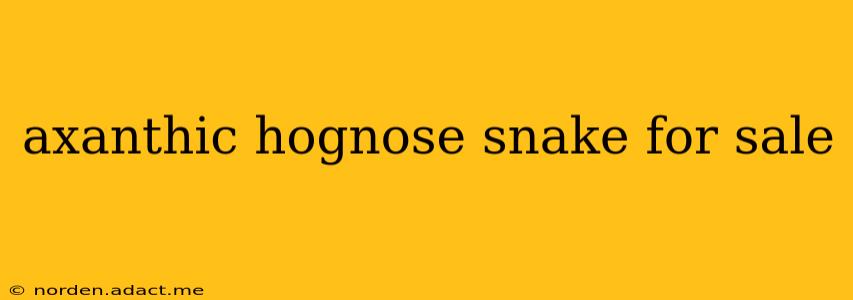 axanthic hognose snake for sale