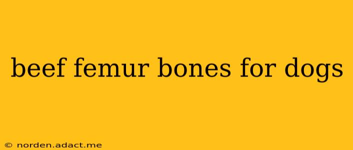 beef femur bones for dogs