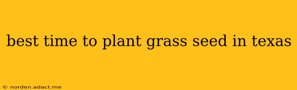 best time to plant grass seed in texas