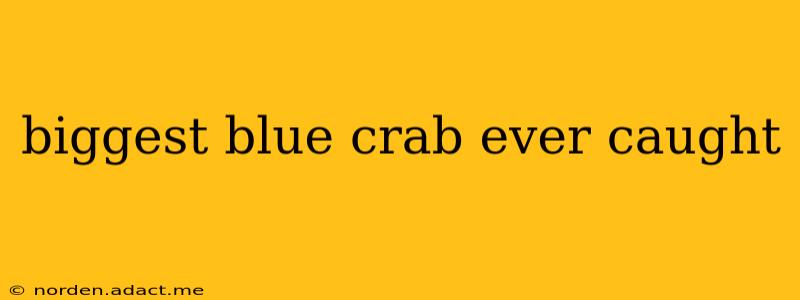 biggest blue crab ever caught