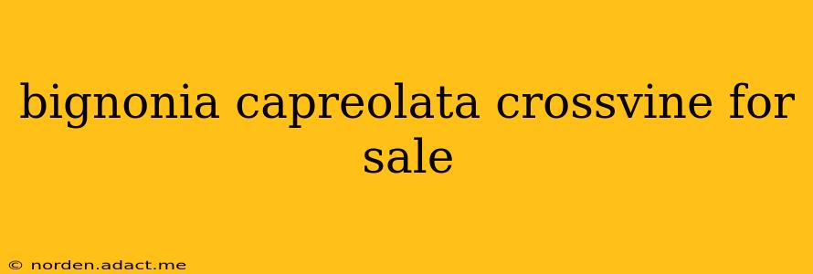 bignonia capreolata crossvine for sale