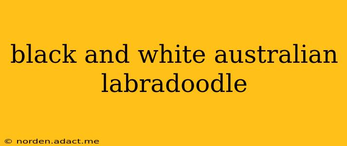 black and white australian labradoodle