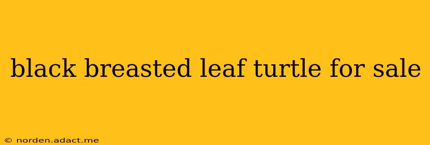 black breasted leaf turtle for sale