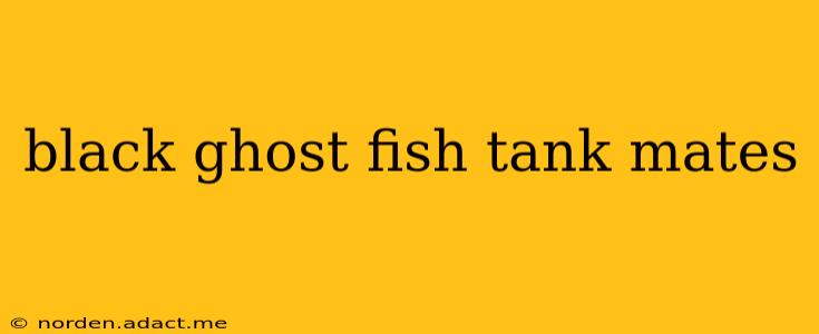black ghost fish tank mates