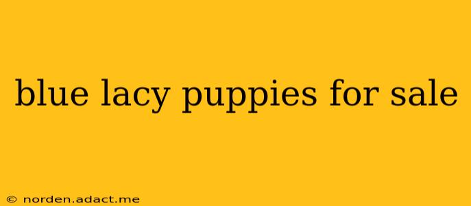 blue lacy puppies for sale