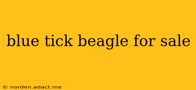 blue tick beagle for sale