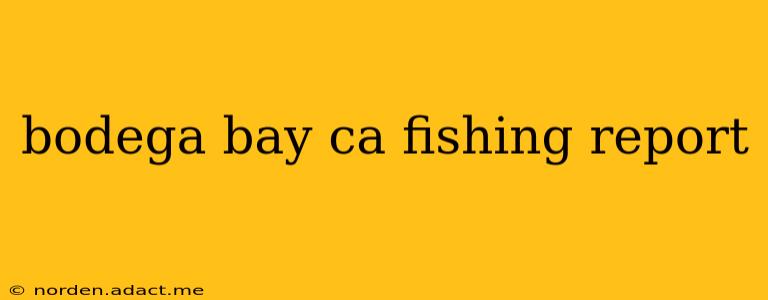 bodega bay ca fishing report