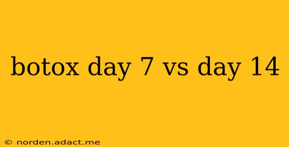botox day 7 vs day 14