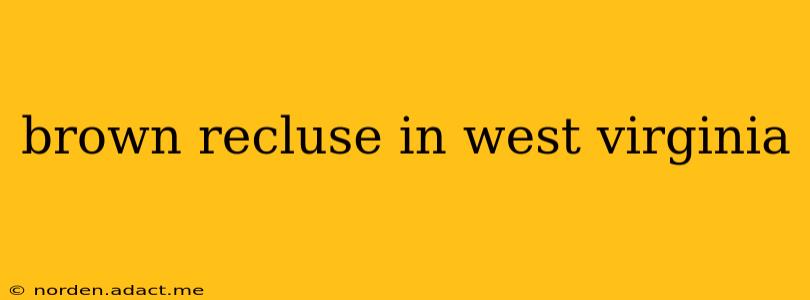 brown recluse in west virginia