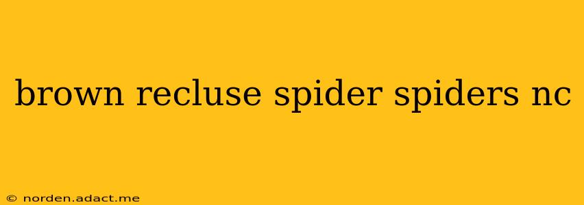 brown recluse spider spiders nc