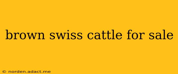 brown swiss cattle for sale