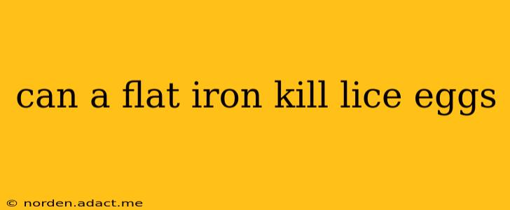 can a flat iron kill lice eggs