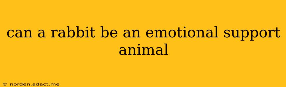 can a rabbit be an emotional support animal