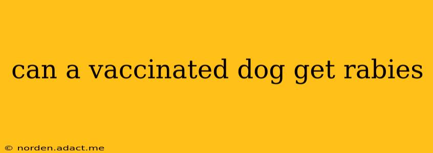 can a vaccinated dog get rabies