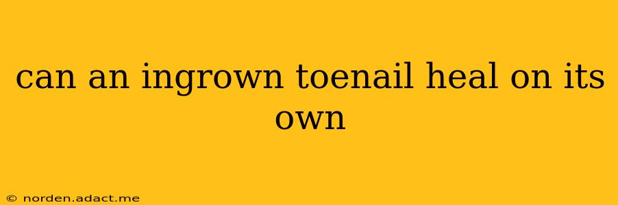 can an ingrown toenail heal on its own
