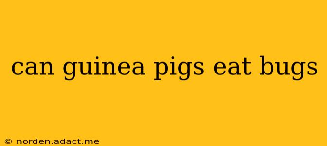 can guinea pigs eat bugs
