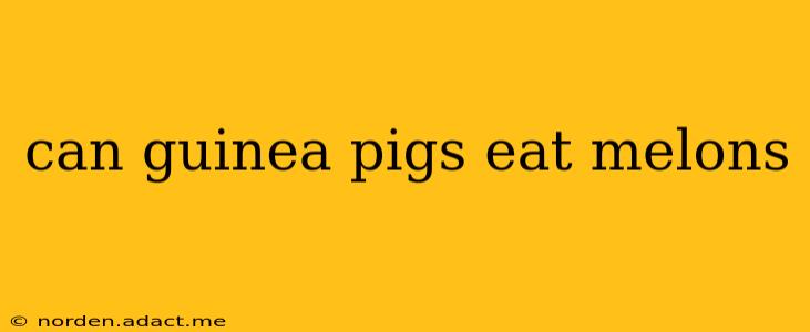 can guinea pigs eat melons