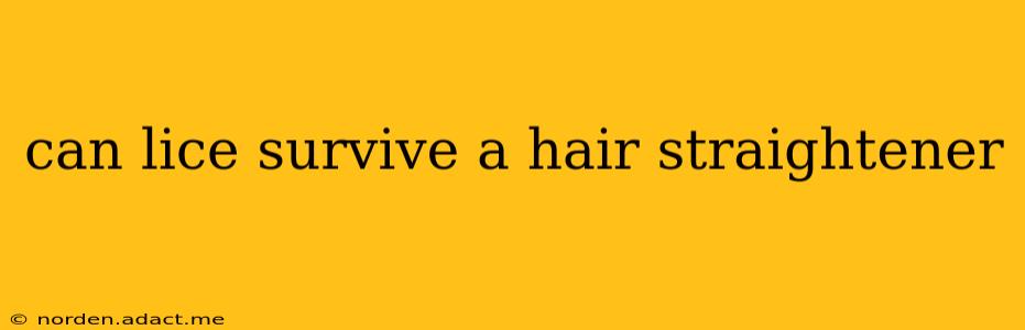 can lice survive a hair straightener