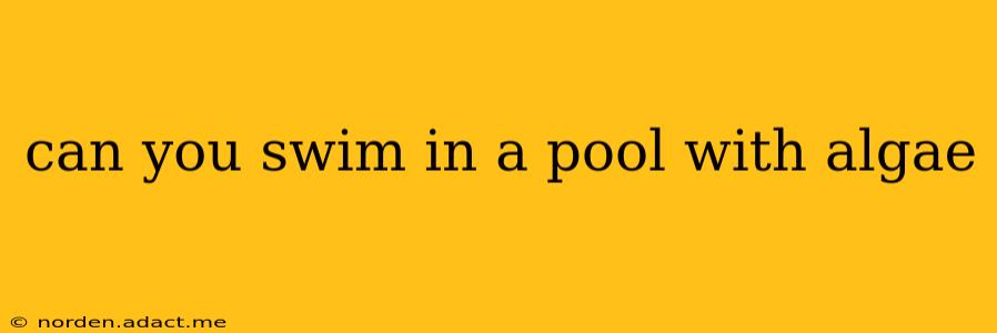can you swim in a pool with algae
