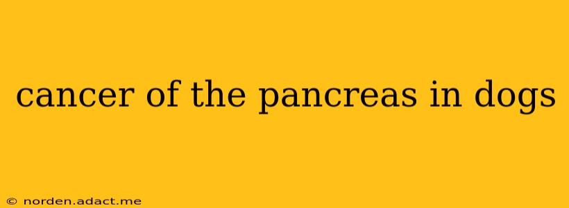 cancer of the pancreas in dogs