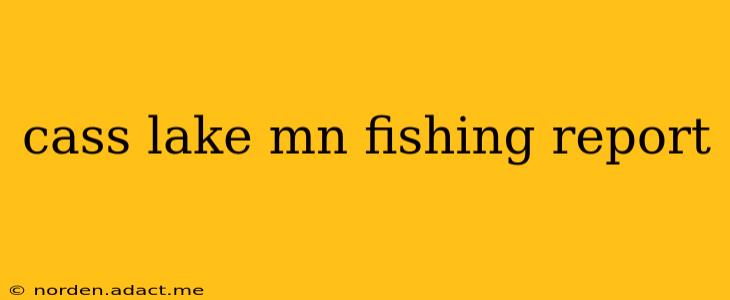 cass lake mn fishing report