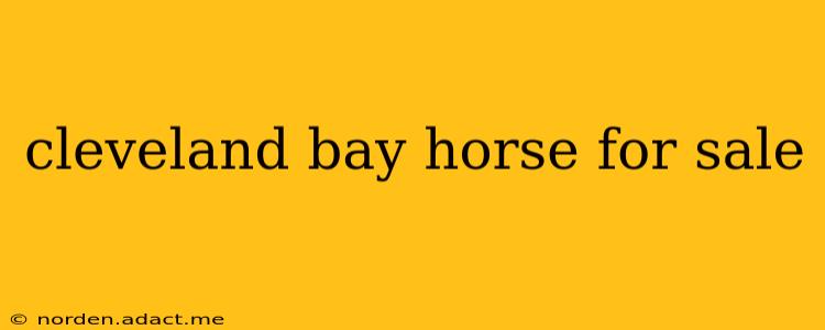 cleveland bay horse for sale