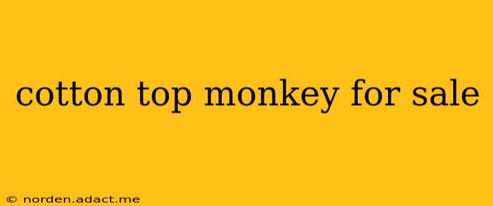 cotton top monkey for sale