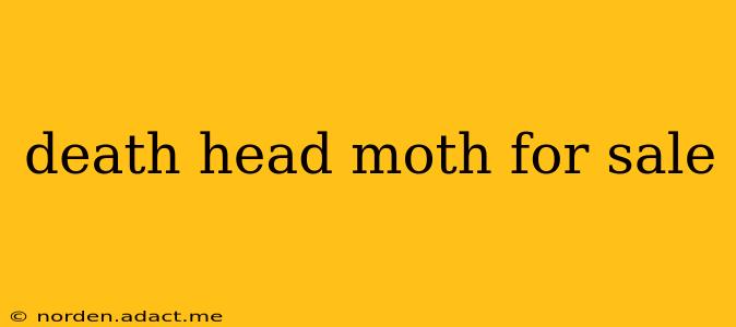 death head moth for sale