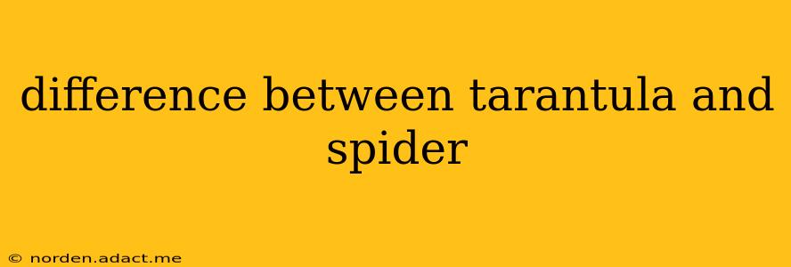 difference between tarantula and spider