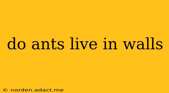 do ants live in walls