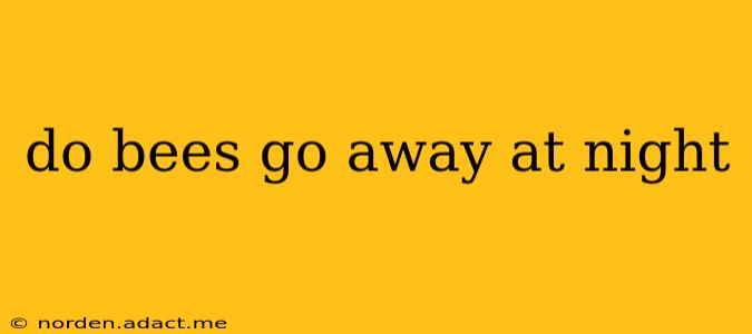 do bees go away at night