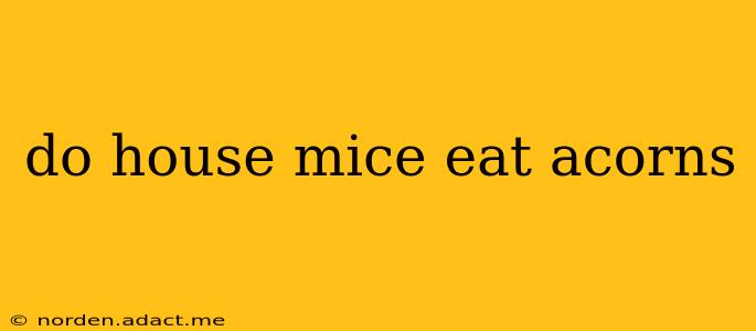 do house mice eat acorns