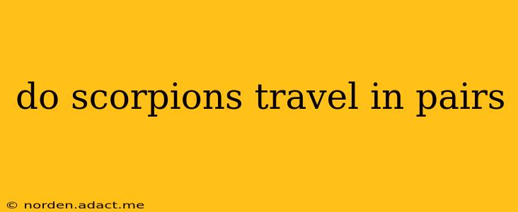 do scorpions travel in pairs
