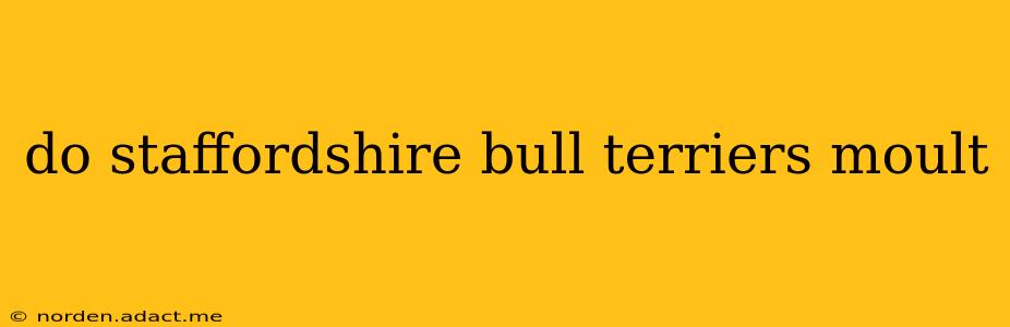 do staffordshire bull terriers moult
