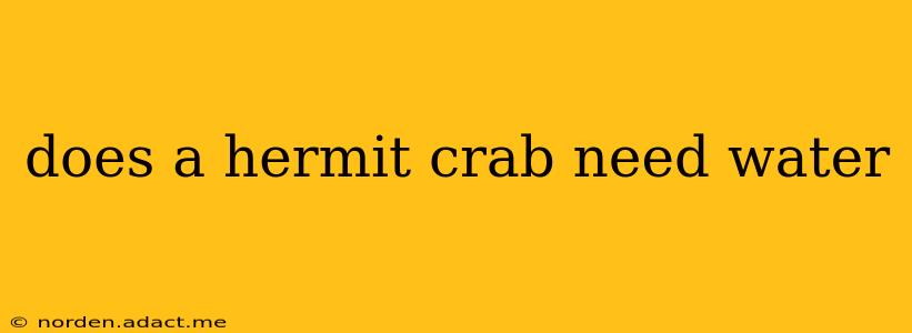 does a hermit crab need water