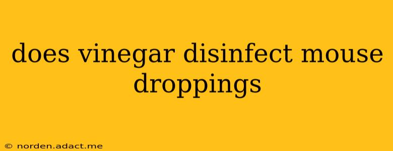 does vinegar disinfect mouse droppings