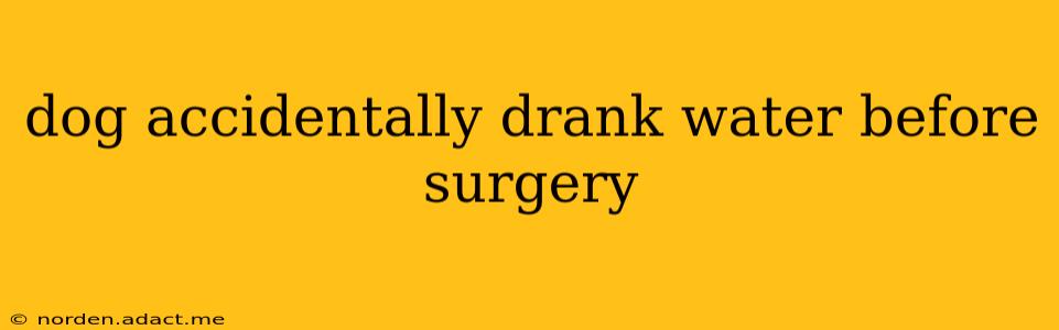 dog accidentally drank water before surgery