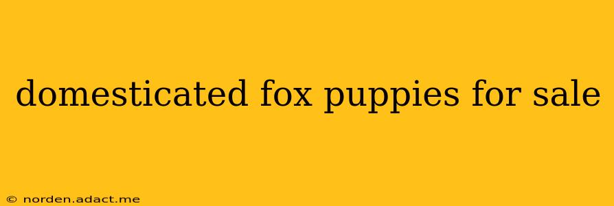 domesticated fox puppies for sale