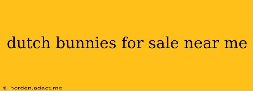 dutch bunnies for sale near me