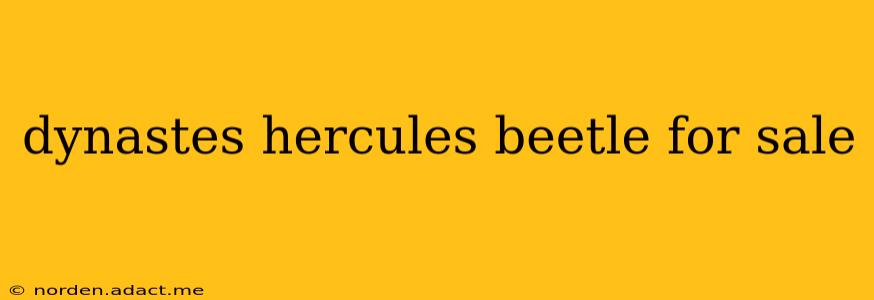 dynastes hercules beetle for sale